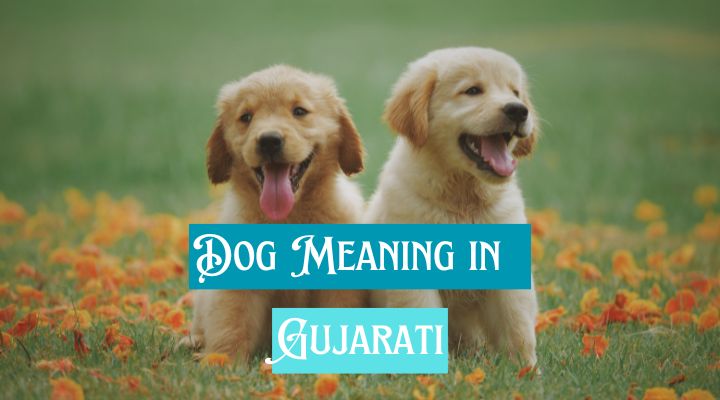 Dog Meaning in Gujarati
